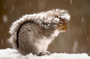 squirrel